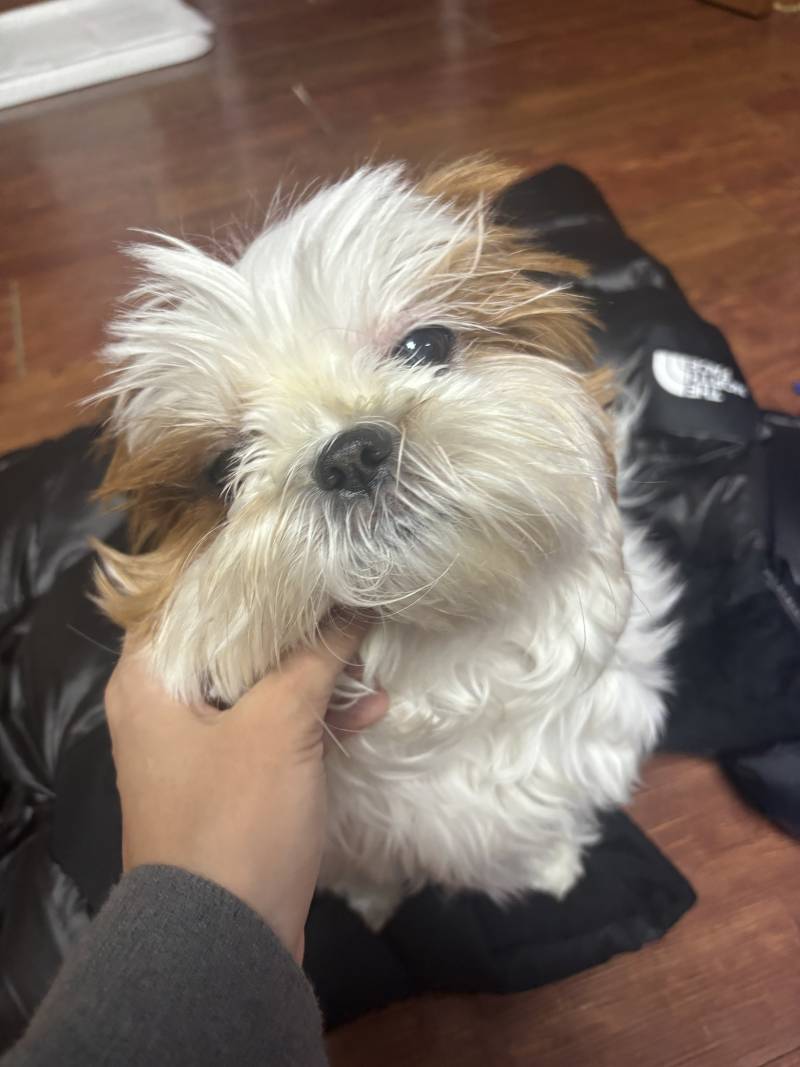 [잡담] 🐶꼬질이 시추 오늘 미용했다🐶 | 인스티즈