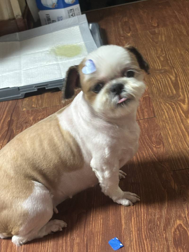 [잡담] 🐶꼬질이 시추 오늘 미용했다🐶 | 인스티즈