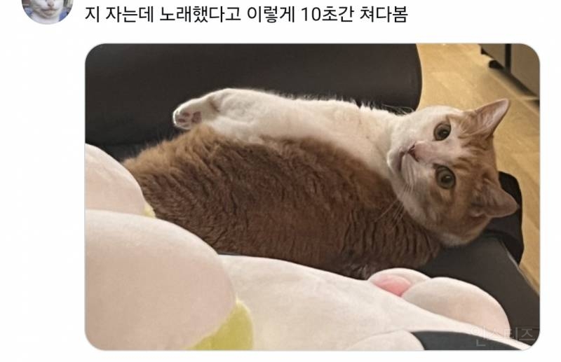트위터 웃긴 짤 모음 | 인스티즈