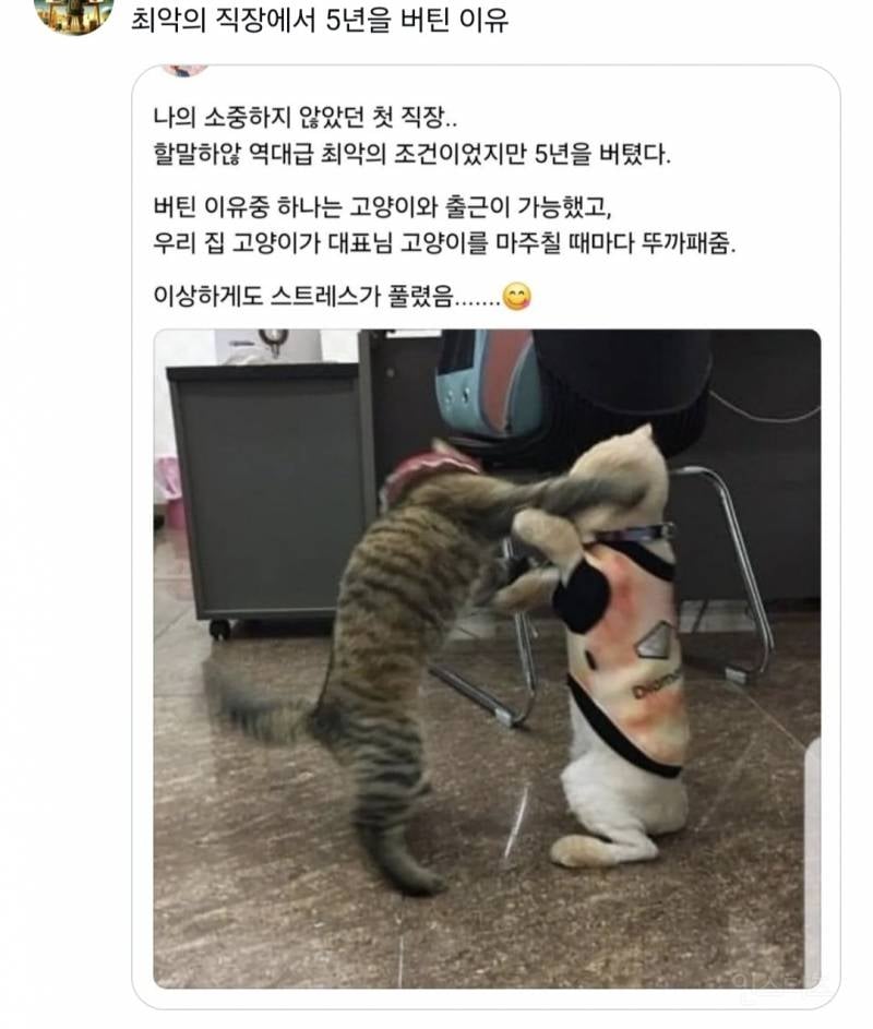 트위터 웃긴 짤 모음 | 인스티즈