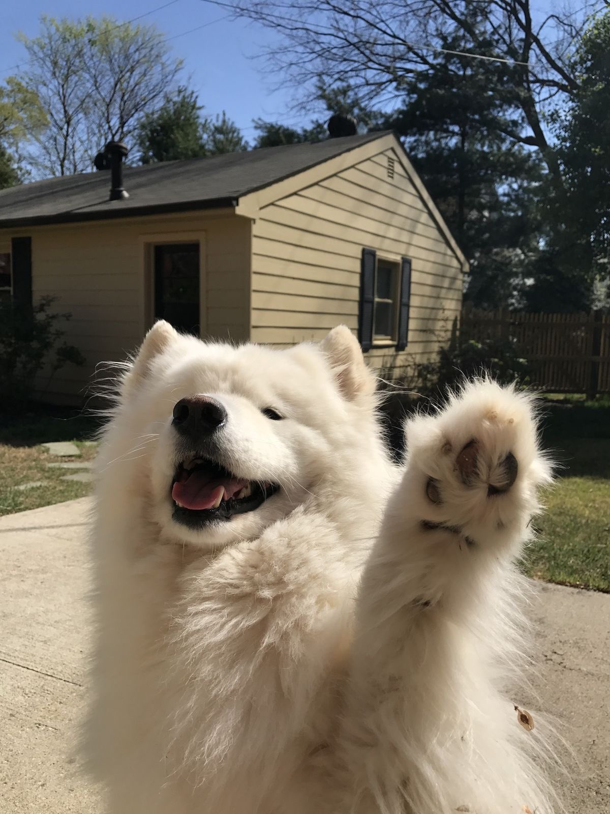 [잡담] 제노 입덕하고 키우지도 않는 강아지사진이 내사진만큼 많아짐 | 인스티즈