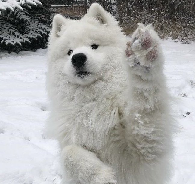 [잡담] 제노 입덕하고 키우지도 않는 강아지사진이 내사진만큼 많아짐 | 인스티즈