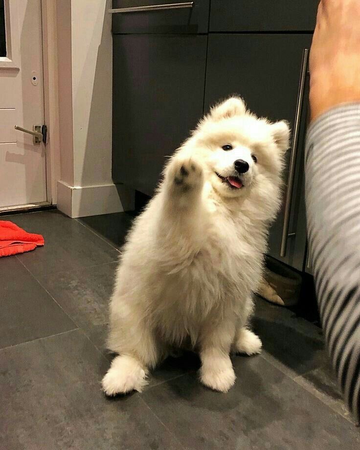 [잡담] 제노 입덕하고 키우지도 않는 강아지사진이 내사진만큼 많아짐 | 인스티즈