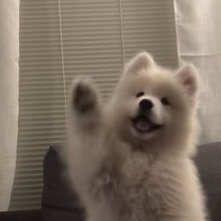 [잡담] 제노 입덕하고 키우지도 않는 강아지사진이 내사진만큼 많아짐 | 인스티즈