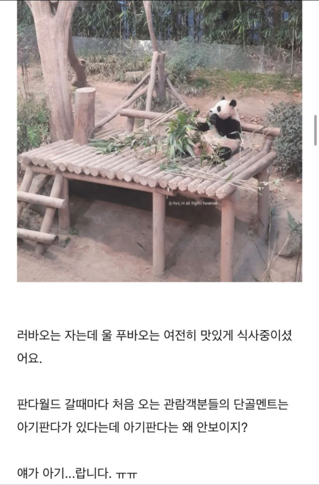 [잡담] 아 푸바오가 바로 아기판다예요 ㅋㅋㅋㅋㅋ 얘가 아기라구욬ㅋㅋㅋㅋ큐ㅠㅠㅠ | 인스티즈