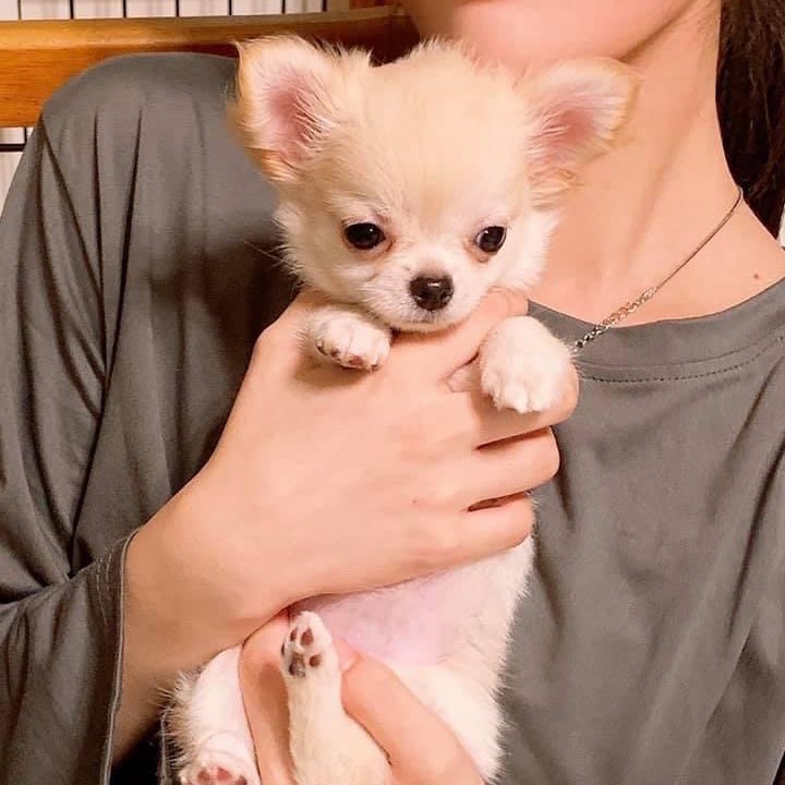 [잡담] 아일릿 로하네 강쥐 로하랑 똑같이 생김ㅋㅋㅋㅋㅋㅋ | 인스티즈