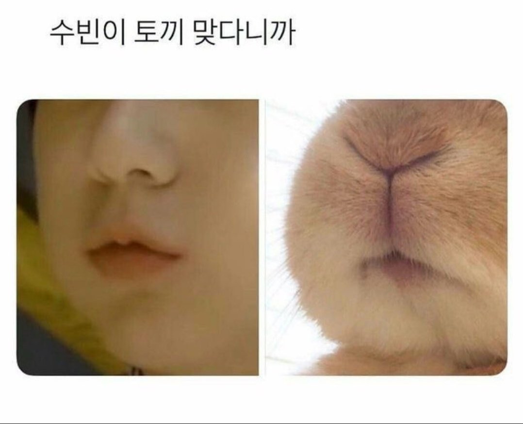 [잡담] 진짜ㅋㅋㅋㅋ 토끼상 중에 이렇게까지 실사토끼같은 경우 개신기해ㅋㅋㅋ | 인스티즈