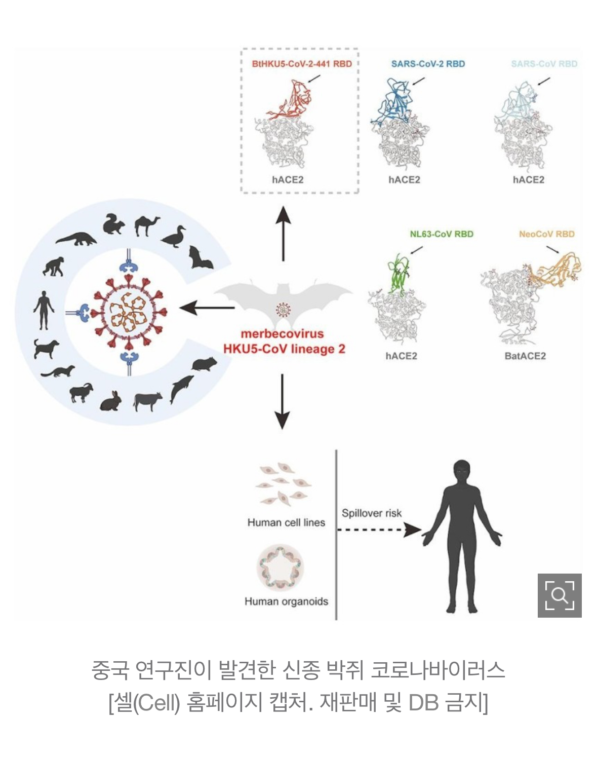 [정보/소식] 中연구진 "신종 박쥐 코로나바이러스 발견…사람에 전파 가능" | 인스티즈