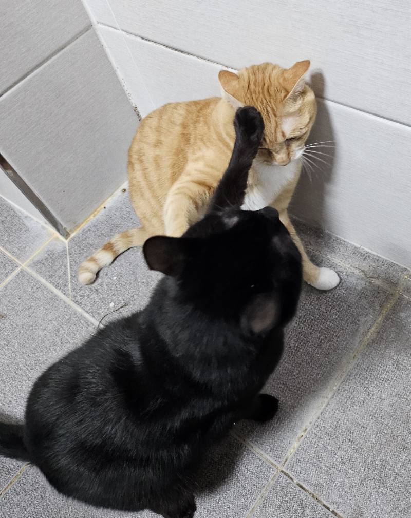 [잡담] 고양이들 다 똑같나보다 | 인스티즈