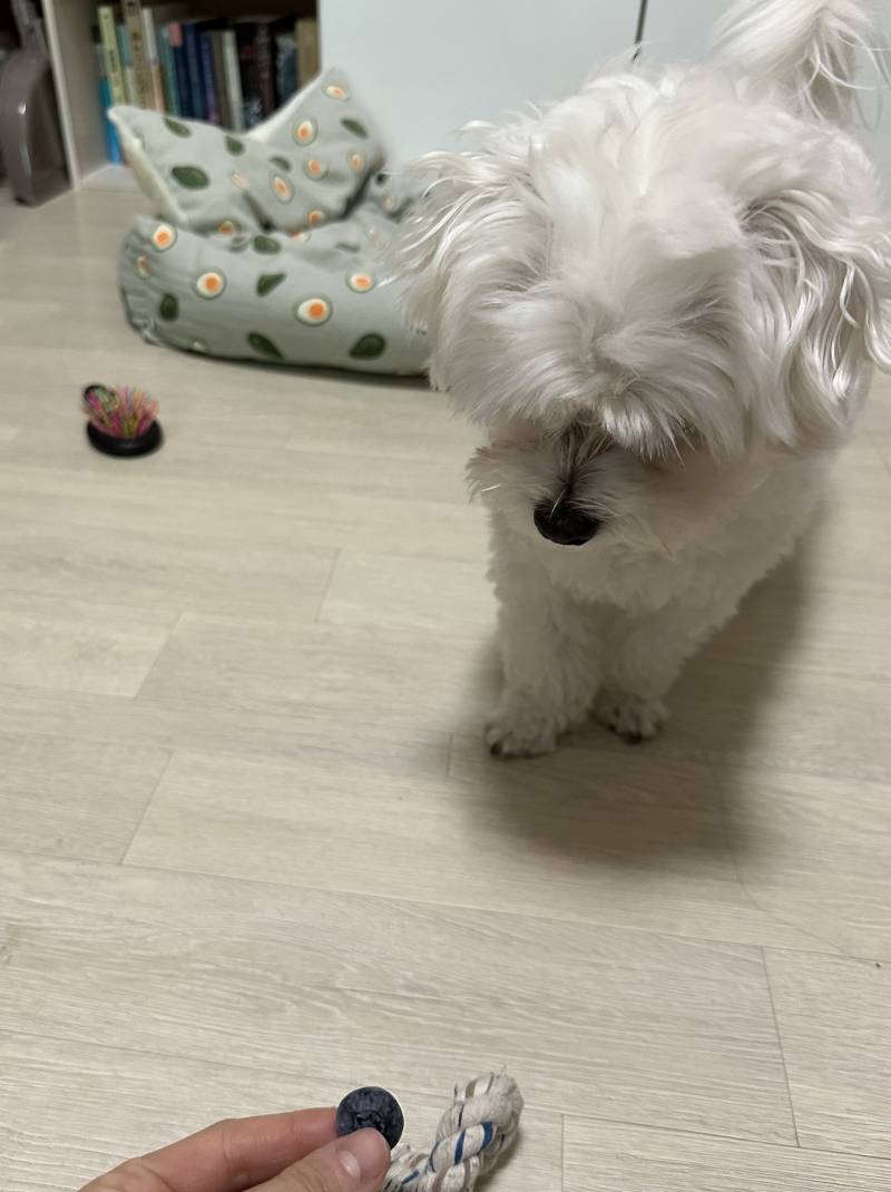 [잡담] 야 강아지 너 코 떨어졌다 | 인스티즈