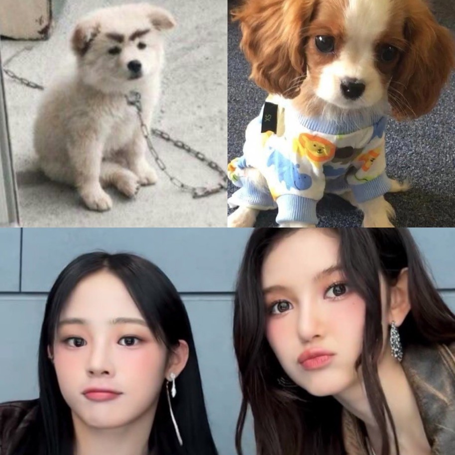 [잡담] 뉴진스에 강아지가 두마리 있는데 | 인스티즈