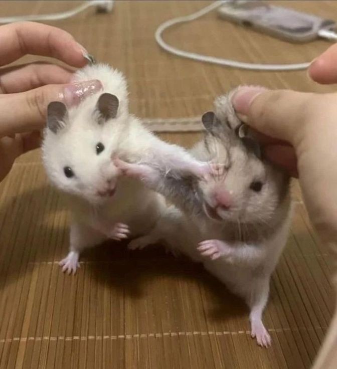 [잡담] 기안장 쥑쥑이들 투닥거리는거 재밌었는뎅ㅋ | 인스티즈