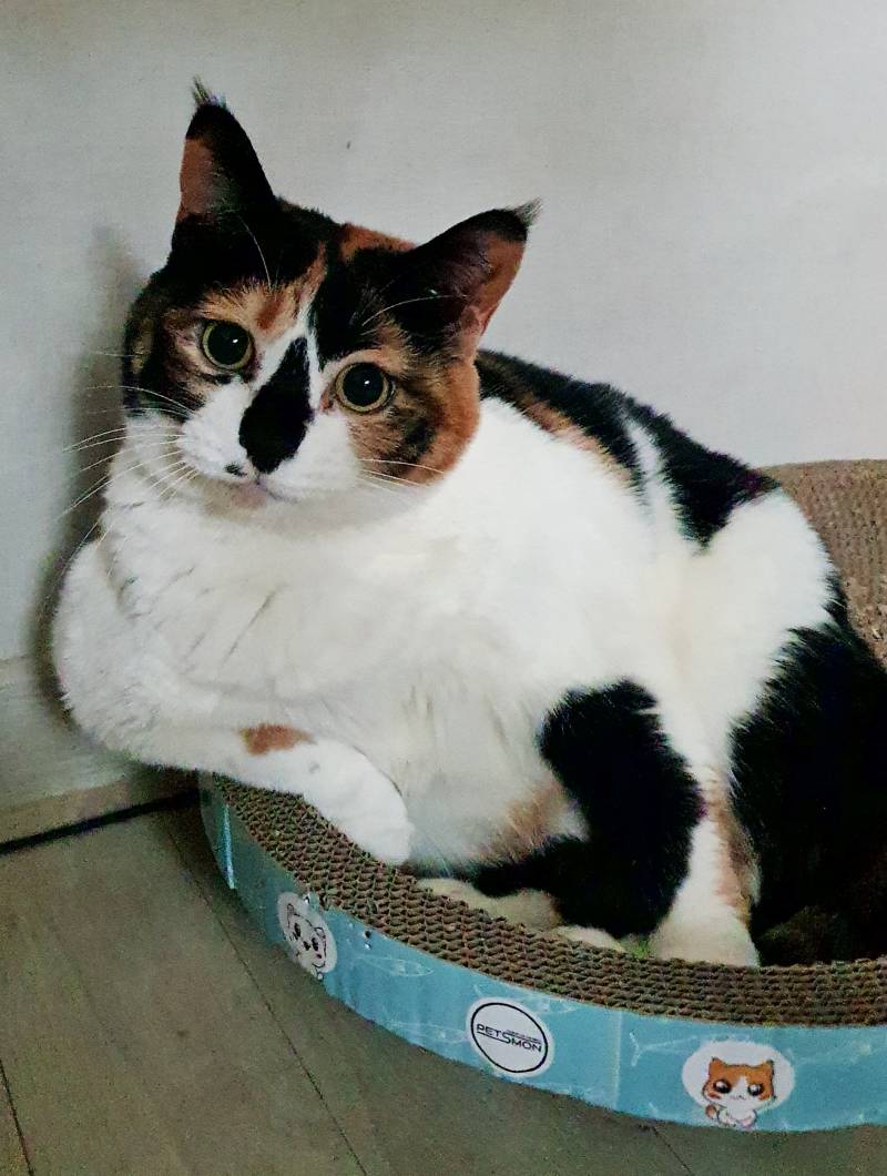 [잡담] 우리집 고양이 좀 봐봐ㅋㅋㅋㅋㅋㅋㅋㅋㅋㅋ | 인스티즈