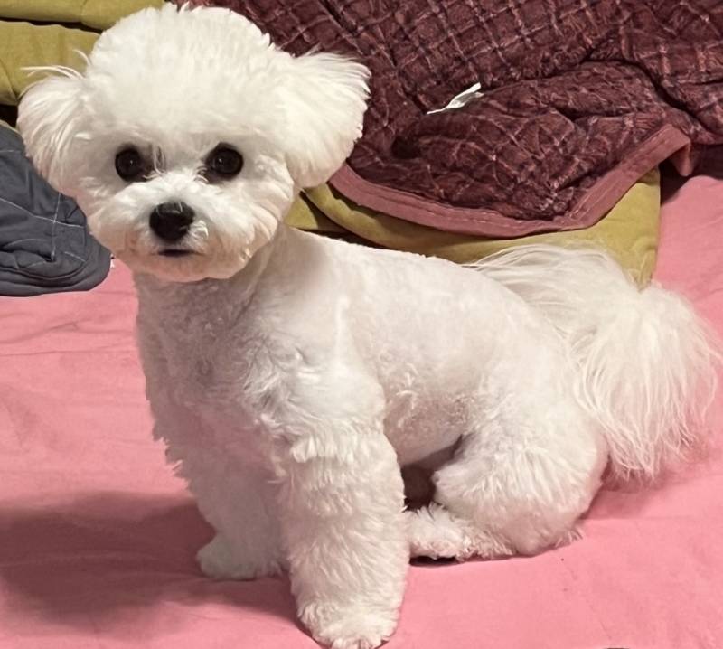 [잡담] 강아지는 ㄹㅇ 털빨이야 | 인스티즈