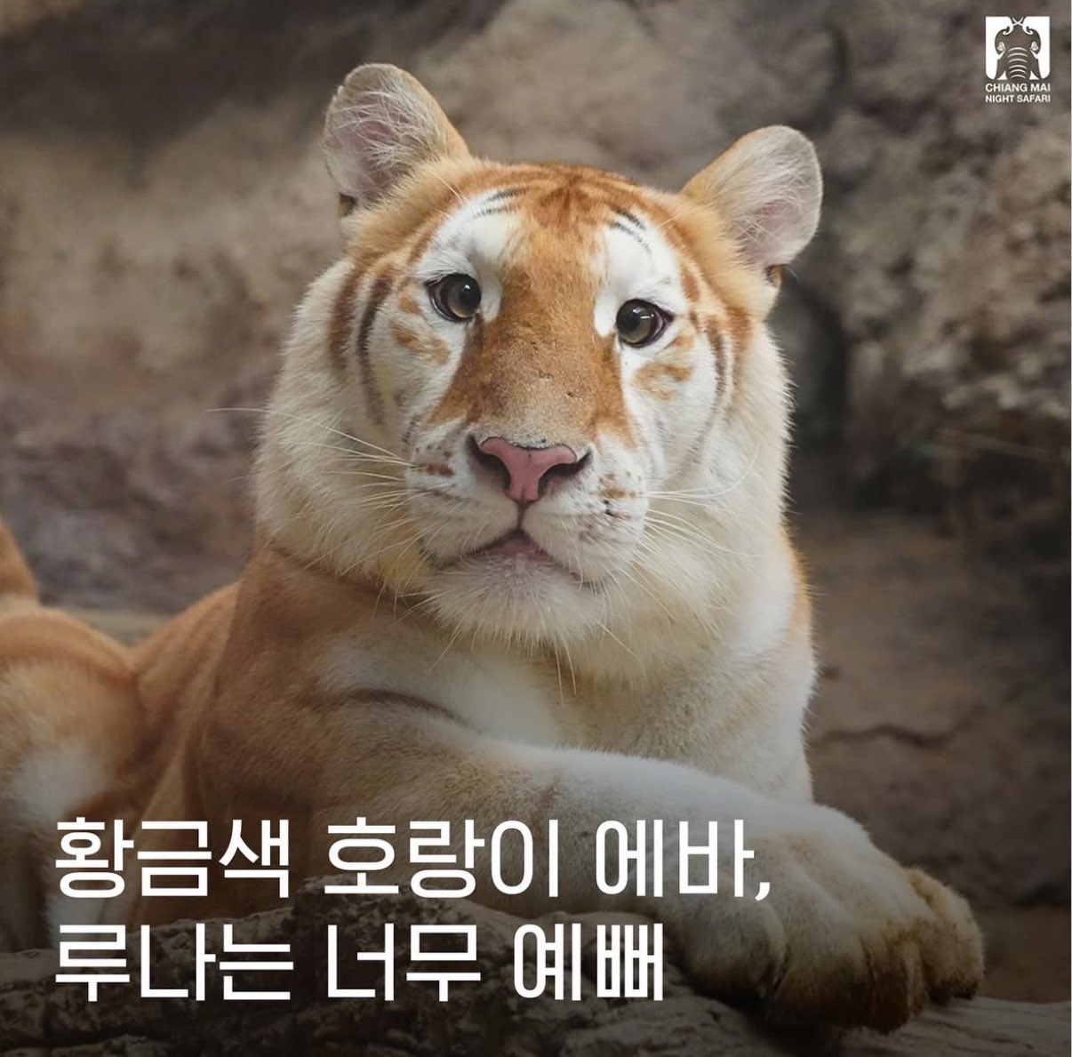 [잡담] 마크 좀 많이 호랑이상이네 | 인스티즈