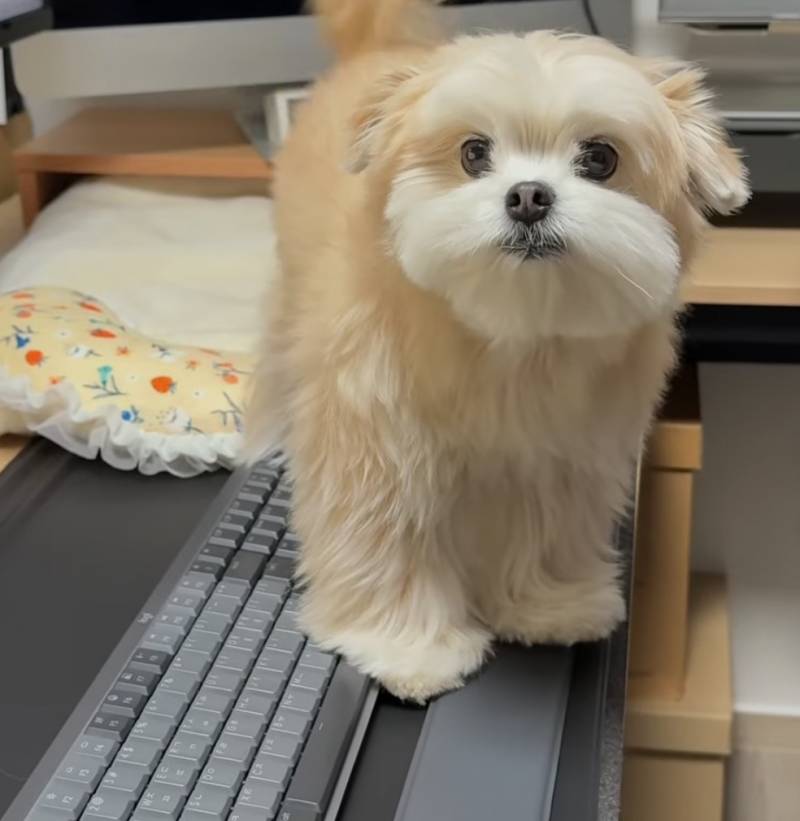 [잡담] 와 얘 진짜 귀엽게 생겼다 ㅋ ㅋ ㅋ ㅋ ㅋ | 인스티즈