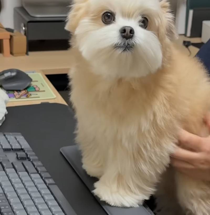 [잡담] 와 얘 진짜 귀엽게 생겼다 ㅋ ㅋ ㅋ ㅋ ㅋ | 인스티즈