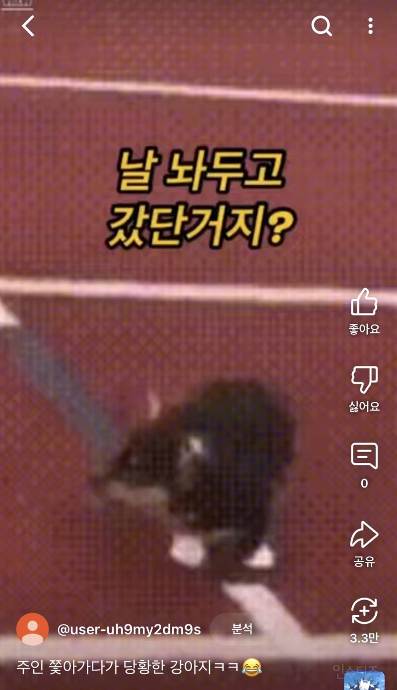 주인이 너무 빨라서 당황한 댕댕이 ㅠㅠ | 인스티즈
