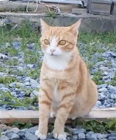 [잡담] 솔직히 외모만보면 고양이>>>>>>강아지 압승인듯 | 인스티즈