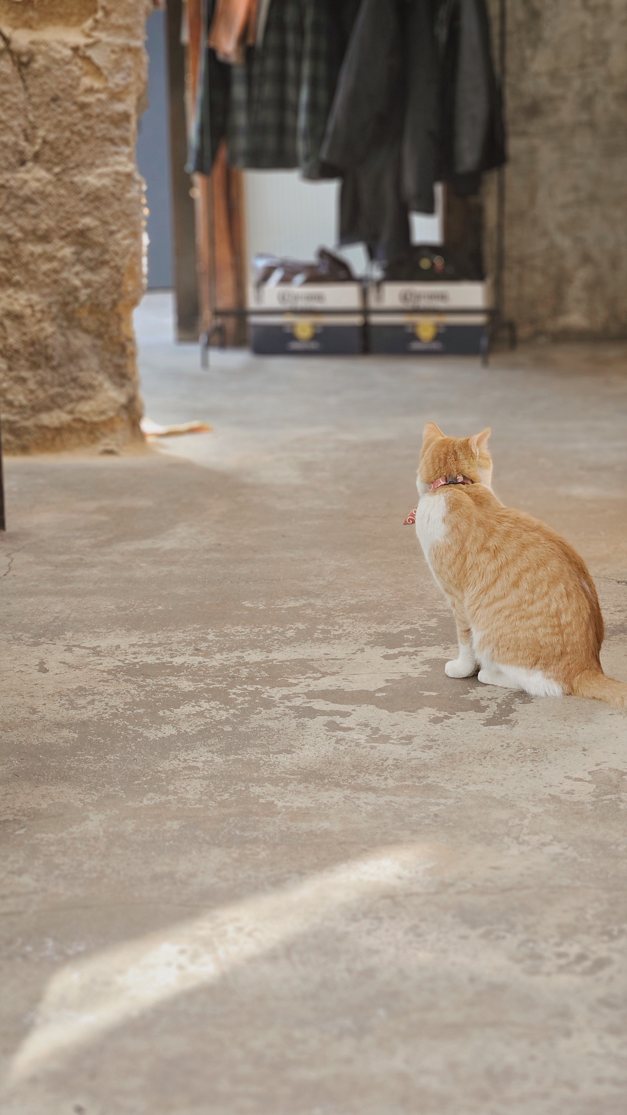 [잡담] 카페에서 만난 냥냥이 짱귀여움 고양이가 사람 살린다🐱 | 인스티즈
