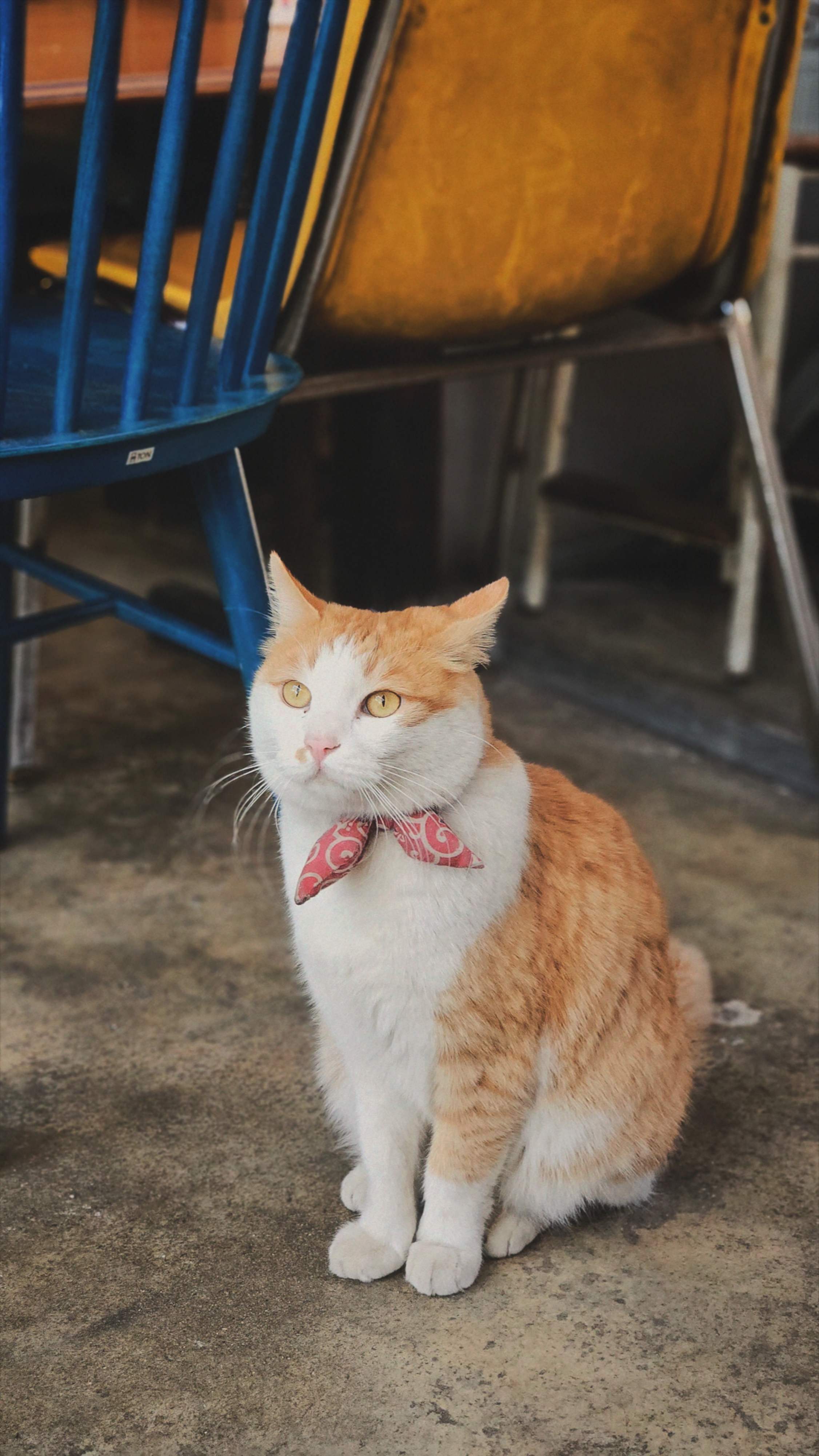 [잡담] 카페에서 만난 냥냥이 짱귀여움 고양이가 사람 살린다🐱 | 인스티즈