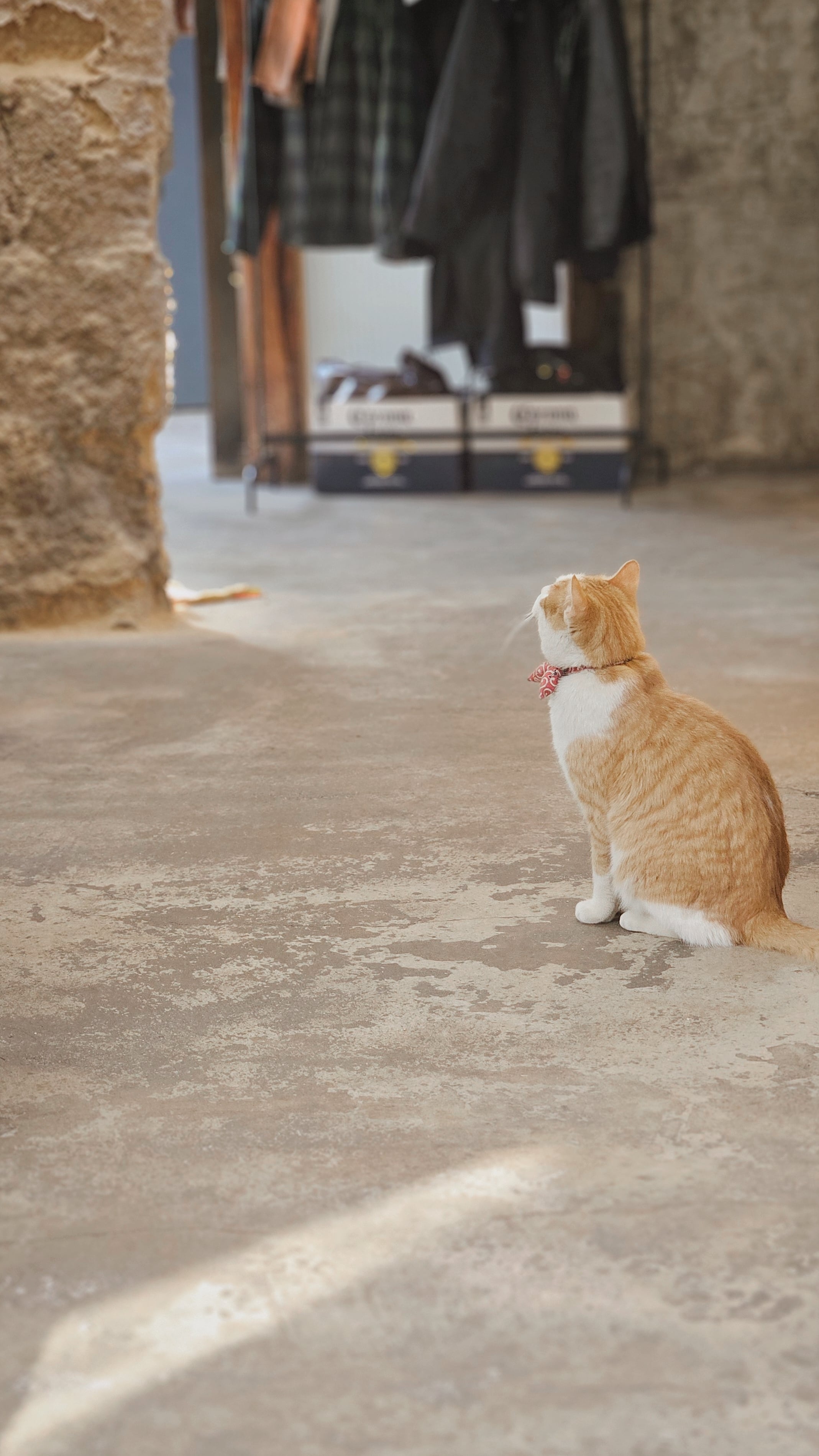 [잡담] 카페에서 만난 냥냥이 짱귀여움 고양이가 사람 살린다🐱 | 인스티즈
