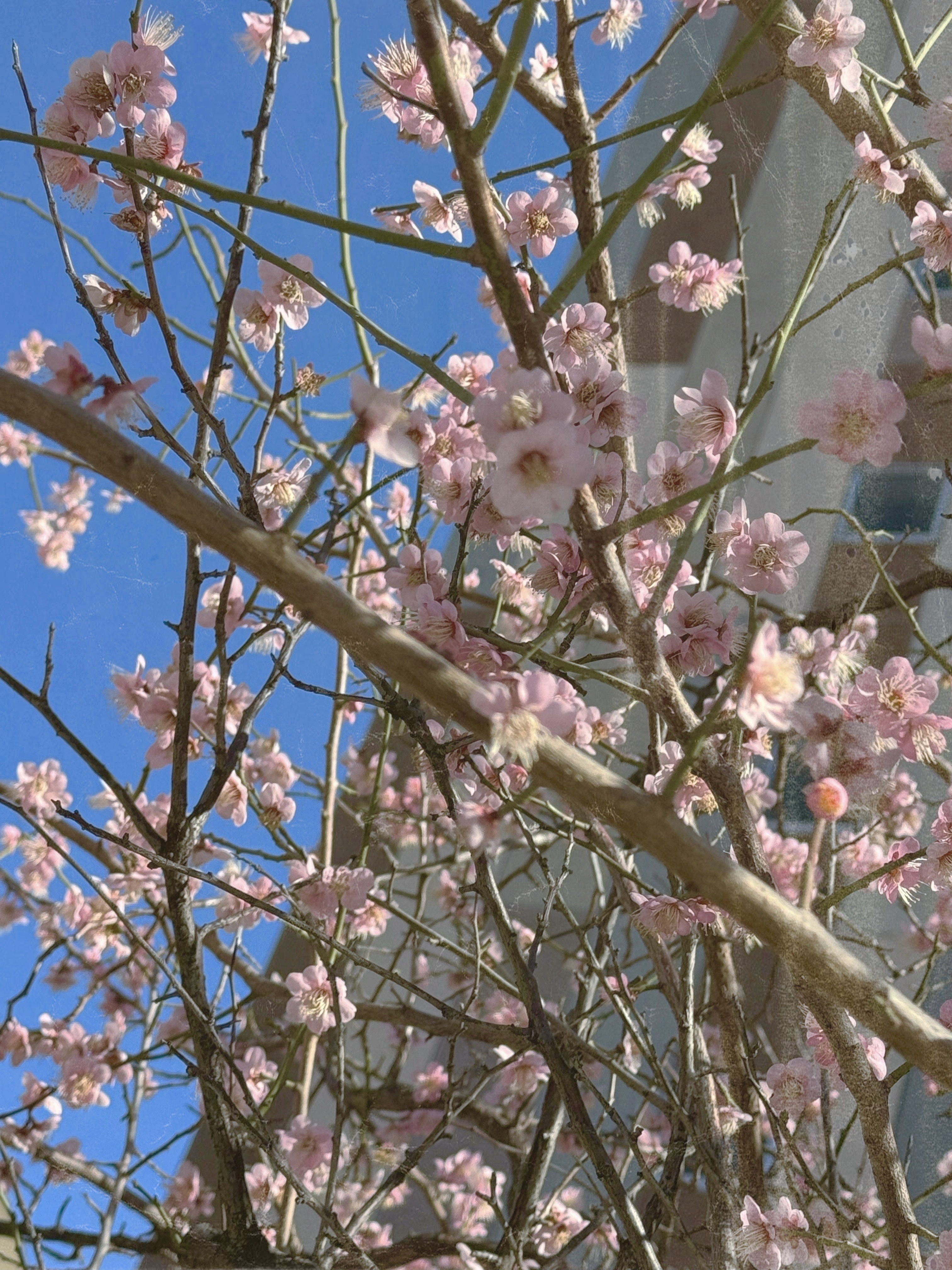 [잡담] 오늘 올해 첫벚꽃 봤다🌸 | 인스티즈