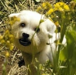 [잡담] 갤럭시 ai가 만든 요괴 강아지 | 인스티즈