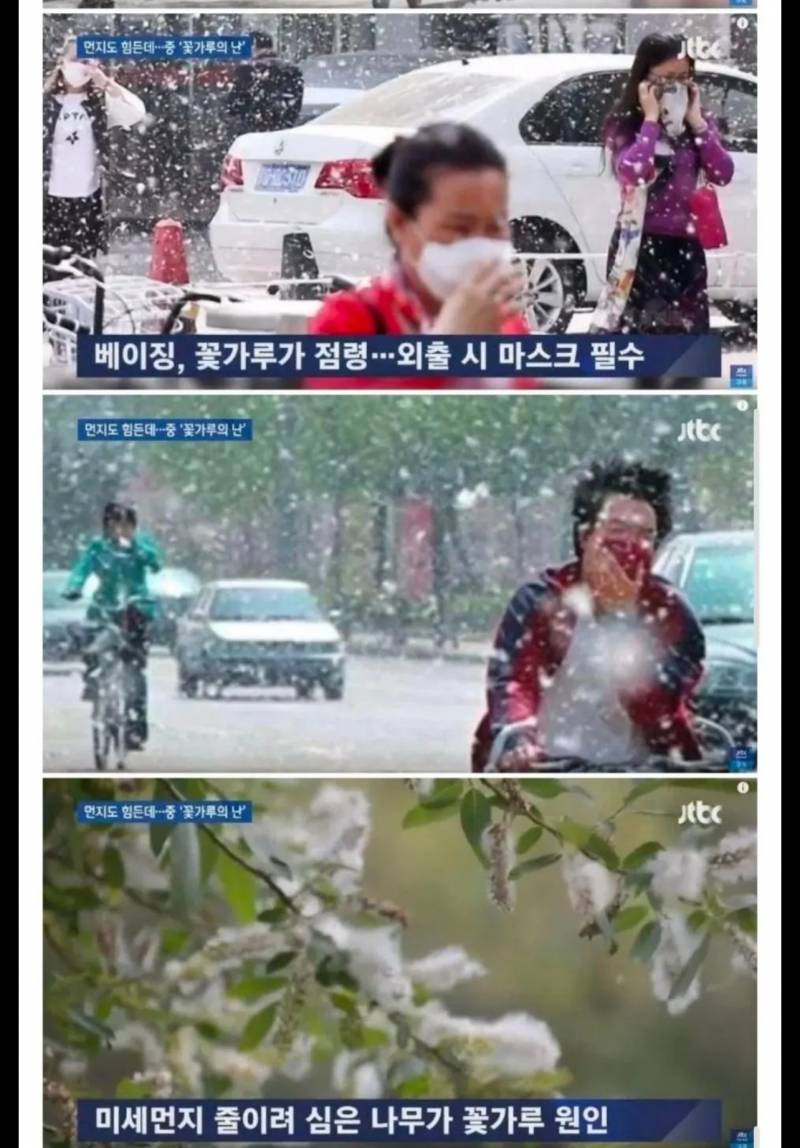 [잡담] 미세먼지 줄이려고 나무 심은 그 나라 근황… | 인스티즈