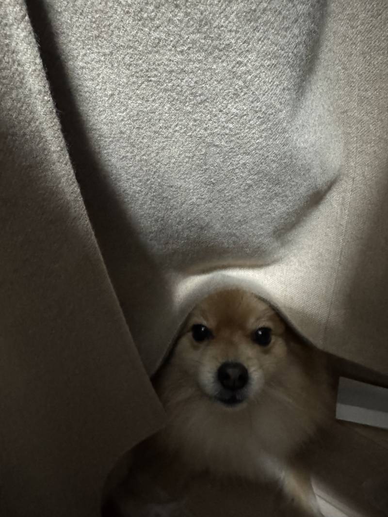 [잡담] 나참 얘는 진짜 이러고 안보이는줄 아나봐 | 인스티즈