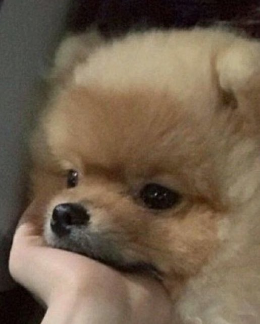 [잡담] 백현이 진짜 강아지 아님? | 인스티즈