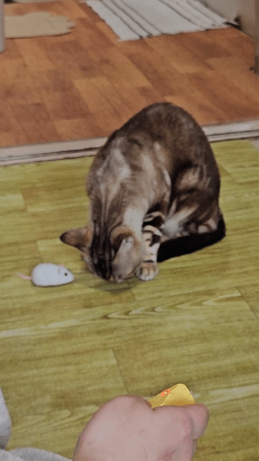 [잡담] 고속스핀하는거 보고가라ㅎㅎ | 인스티즈