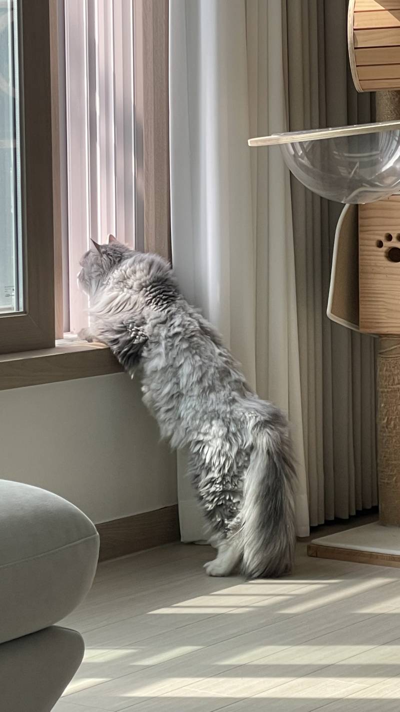 [잡담] 고양이 털 밀었는데 누더기가 되어버림… | 인스티즈