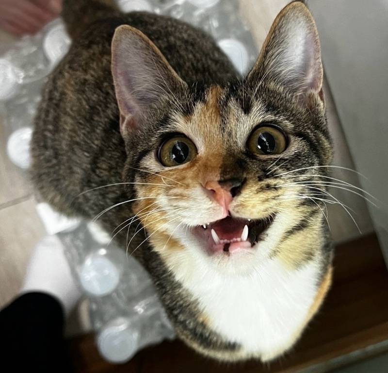[잡담] 지금은 고양이별로 간 우리애기 볼래? | 인스티즈