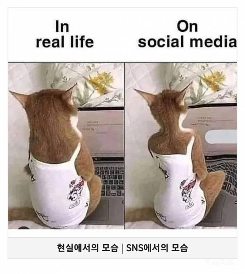 sns가 망친 남녀 이상형 몸 | 인스티즈