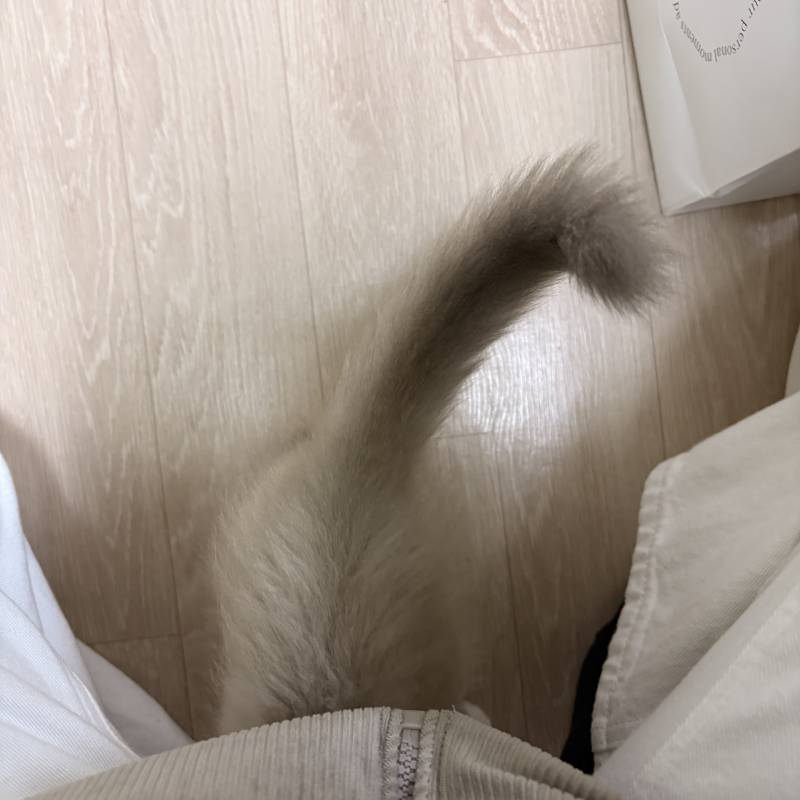 [잡담] 우리집 고양이 지금물그릇3번 뒤집음... | 인스티즈