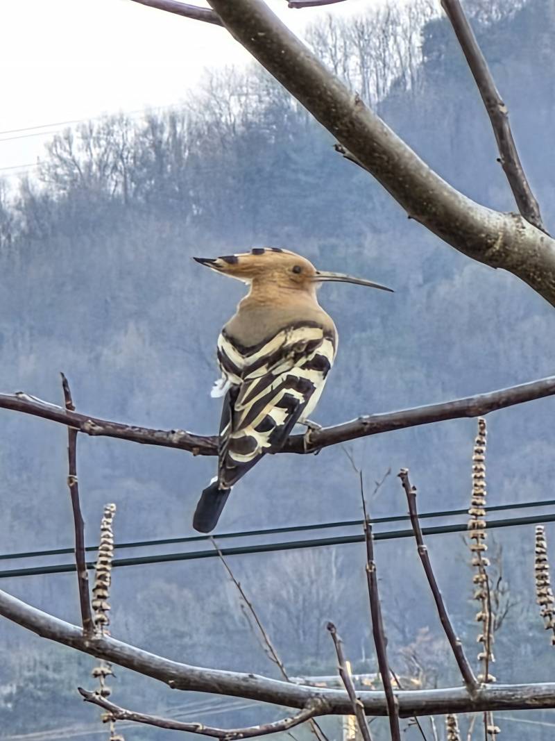 [잡담] 신기한 새 발견🐦 | 인스티즈