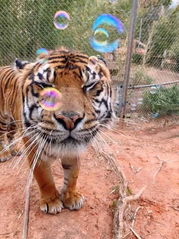 [잡담] 호랑이 사진 있는 사람~🐯🐯🐯 | 인스티즈