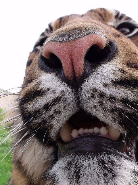 [잡담] 호랑이 사진 있는 사람~🐯🐯🐯 | 인스티즈
