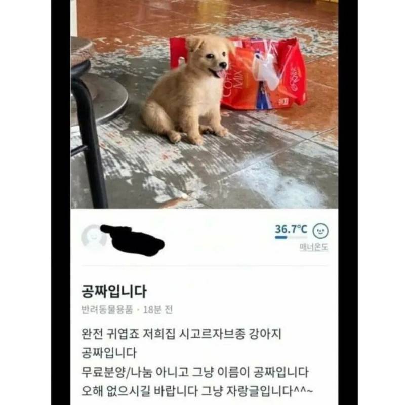 당근마켓에 올라온 공짜 시골 강아지.jpg | 인스티즈