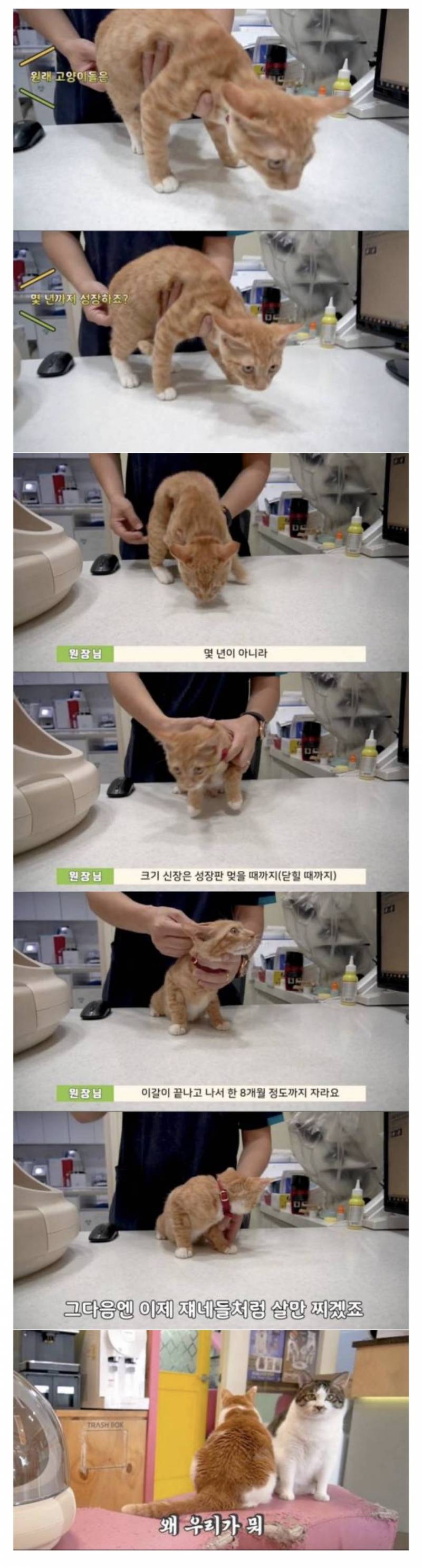 수의사가 말하는 고양이 성장에 대한 비밀.jpg | 인스티즈