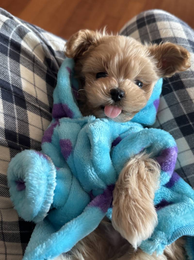 [잡담] 하 넘 마니 컸다 울아기 ㅠ ㅠ | 인스티즈