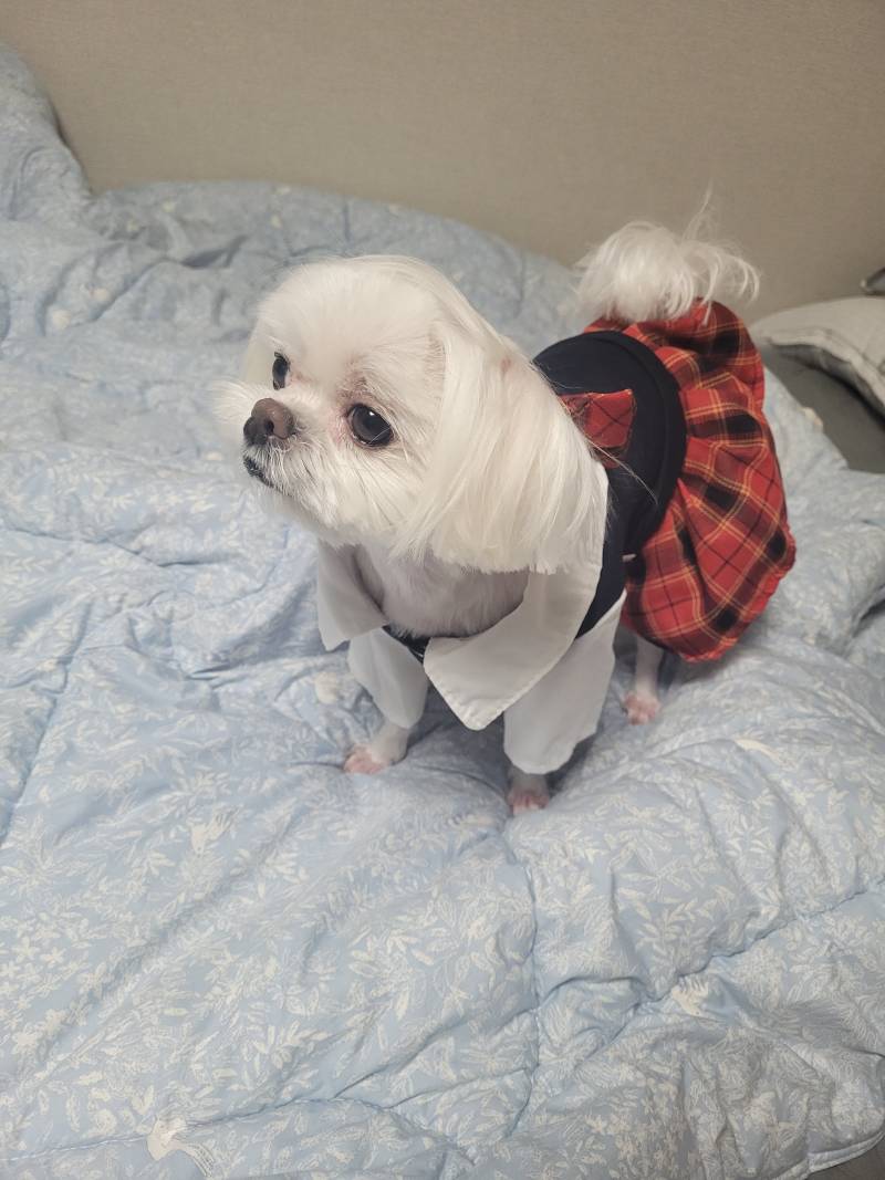 [잡담] 울집 강아지 교복 샀뜸!!!! | 인스티즈