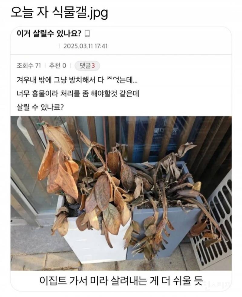 오늘 자 식물갤 | 인스티즈