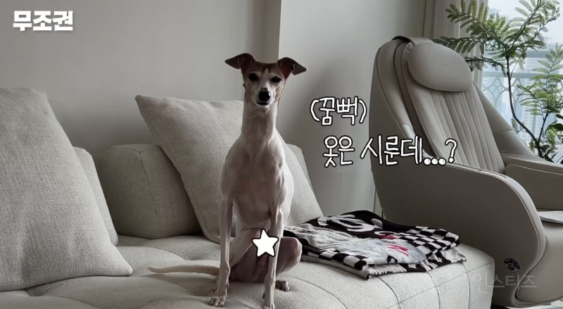 애견인들은 모두 공감할 것 같은 산책 전 모습 .jpg | 인스티즈