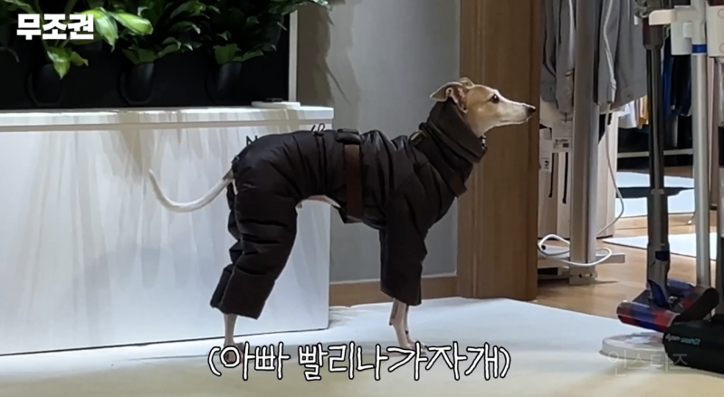 애견인들은 모두 공감할 것 같은 산책 전 모습 .jpg | 인스티즈