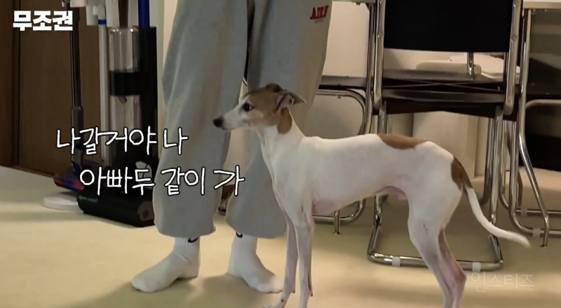 애견인들은 모두 공감할 것 같은 산책 전 모습 .jpg | 인스티즈