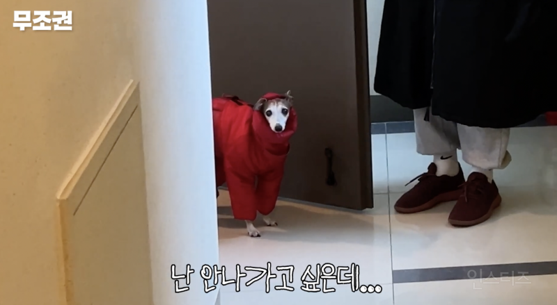 애견인들은 모두 공감할 것 같은 산책 전 모습 .jpg | 인스티즈