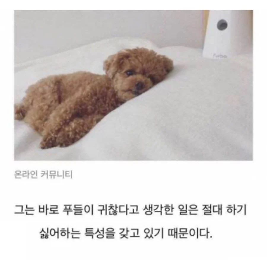 푸들이 탐지견 못하는 이유 | 인스티즈