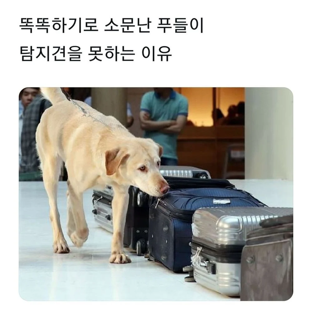 푸들이 탐지견 못하는 이유 | 인스티즈